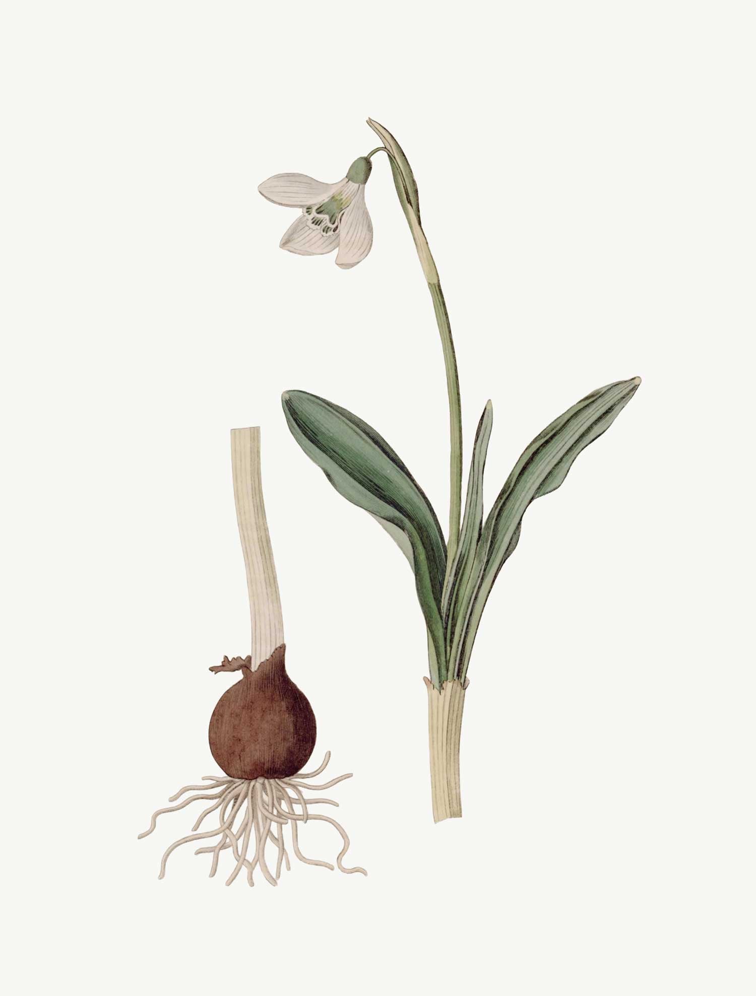 Botany + Clyde