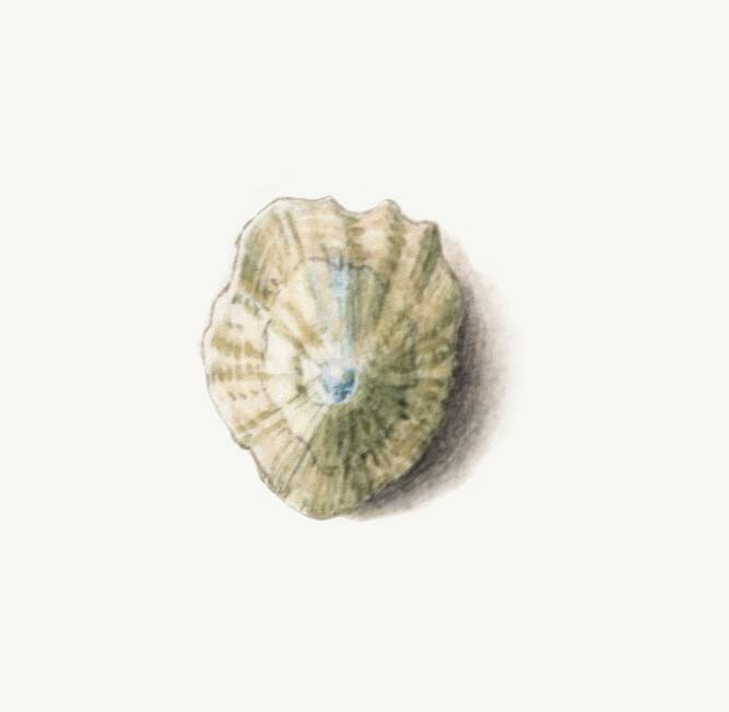 A Cry For Kelp