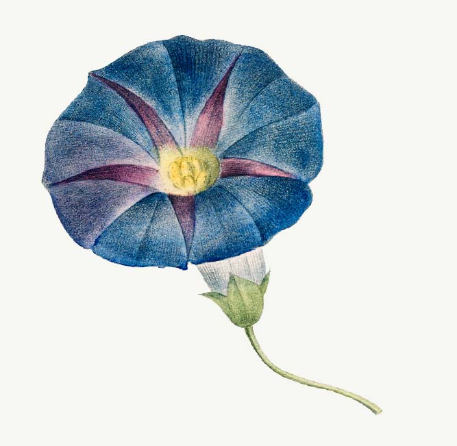 I Beg your Garden Blue