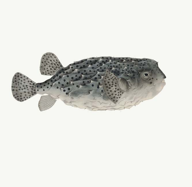 Shoal Mates
