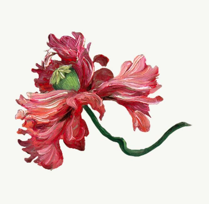 What In Carnation?