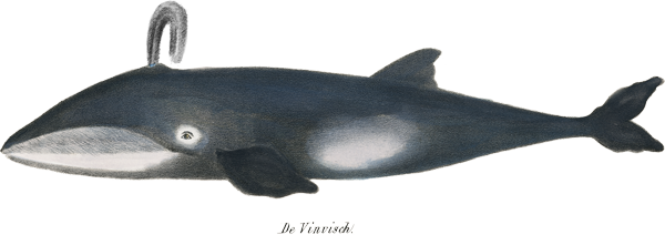 Whale Of A Time